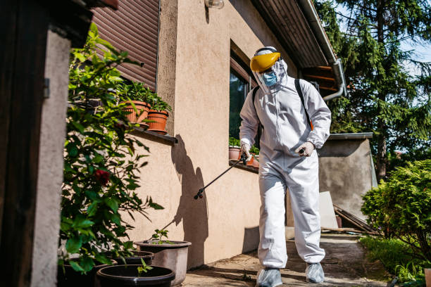 Best Termite Control Services  in Hull, IA