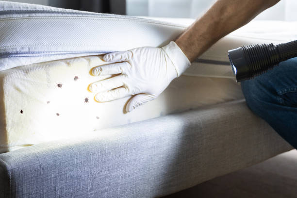 Best Bed Bug Extermination  in Hull, IA