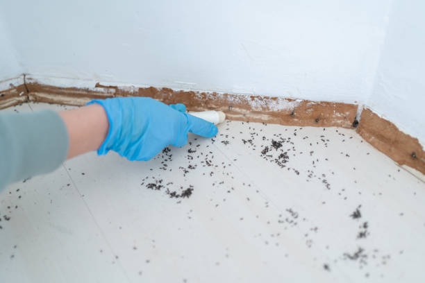 Reliable Hull, IA Pest Control Solutions